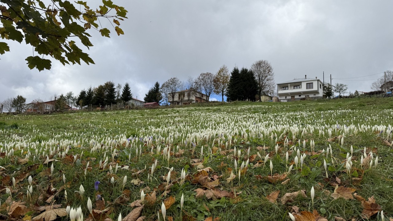 Trabzon'un yüksek kesimlerini "vargit" çiçekleri süsledi