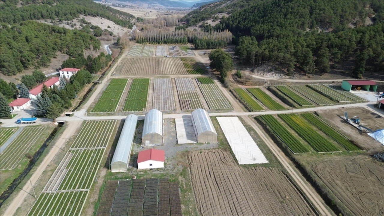 Yozgat'ta yetiştirilen fidanlar İç Anadolu Bölgesi'ni yeşertiyor
