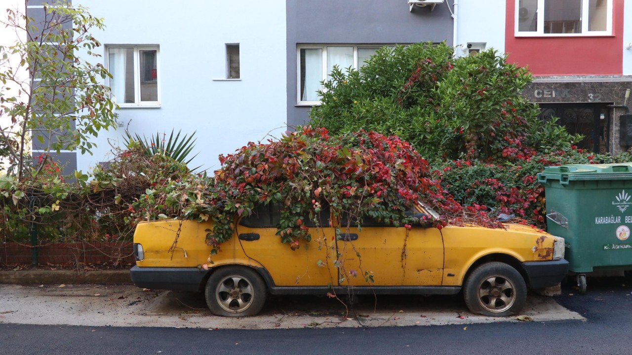 İzmir'de 8 yıldır park halindeki otomobili sarmaşıklar sardı