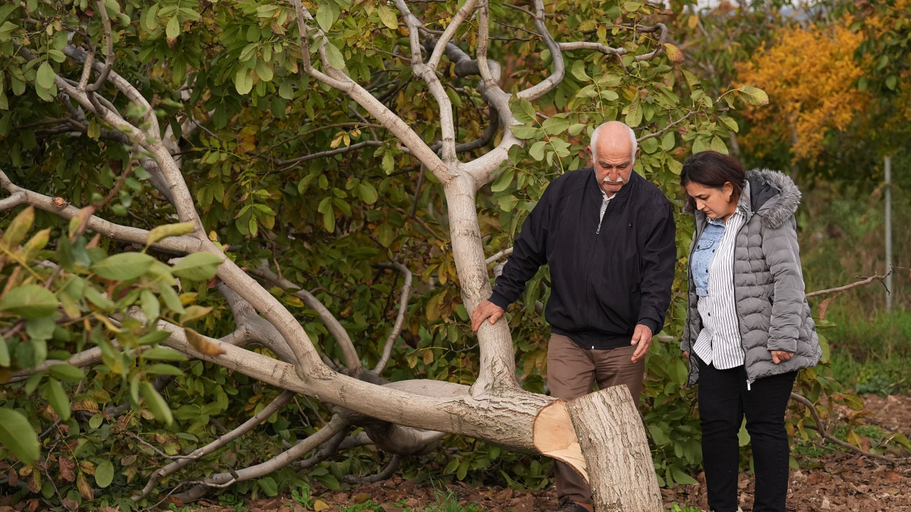 İzmir'de 20 yıllık ceviz ağaçlarını kesilmiş halde bulan çiftçi jandarmaya başvurdu