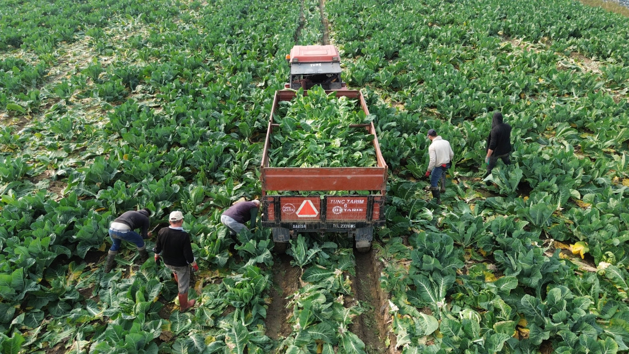 Bafra Ovası'nda karnabahar hasadı başladı