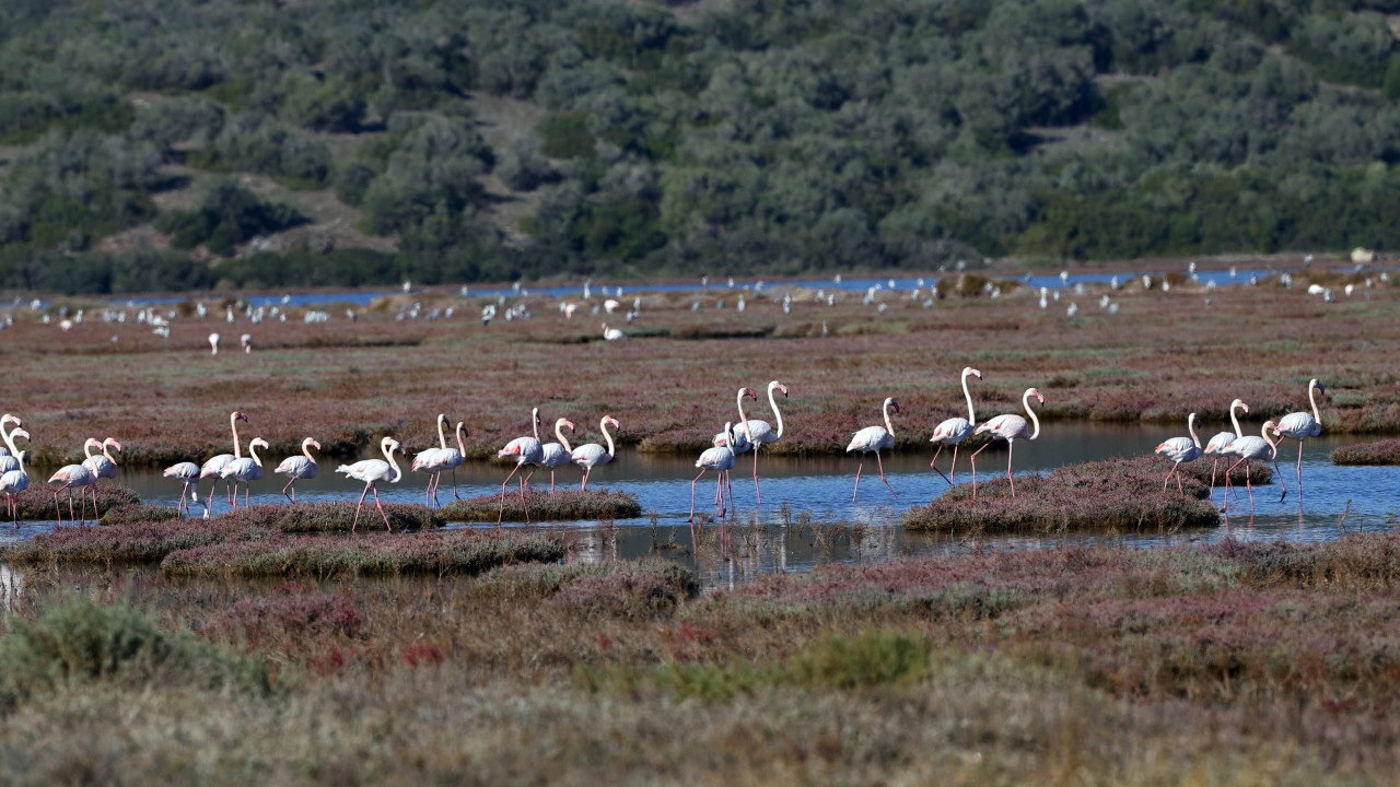 Milas'taki Tuzla Sulak Alanı'nda göçmen kuş yoğunluğu yaşanıyor