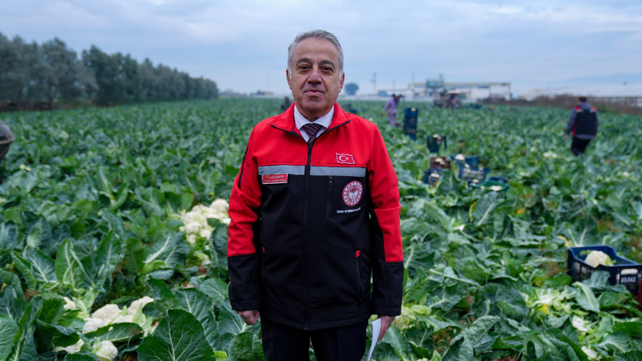 İzmir'in kışlık sebze tarlalarında hasat telaşı yaşanıyor