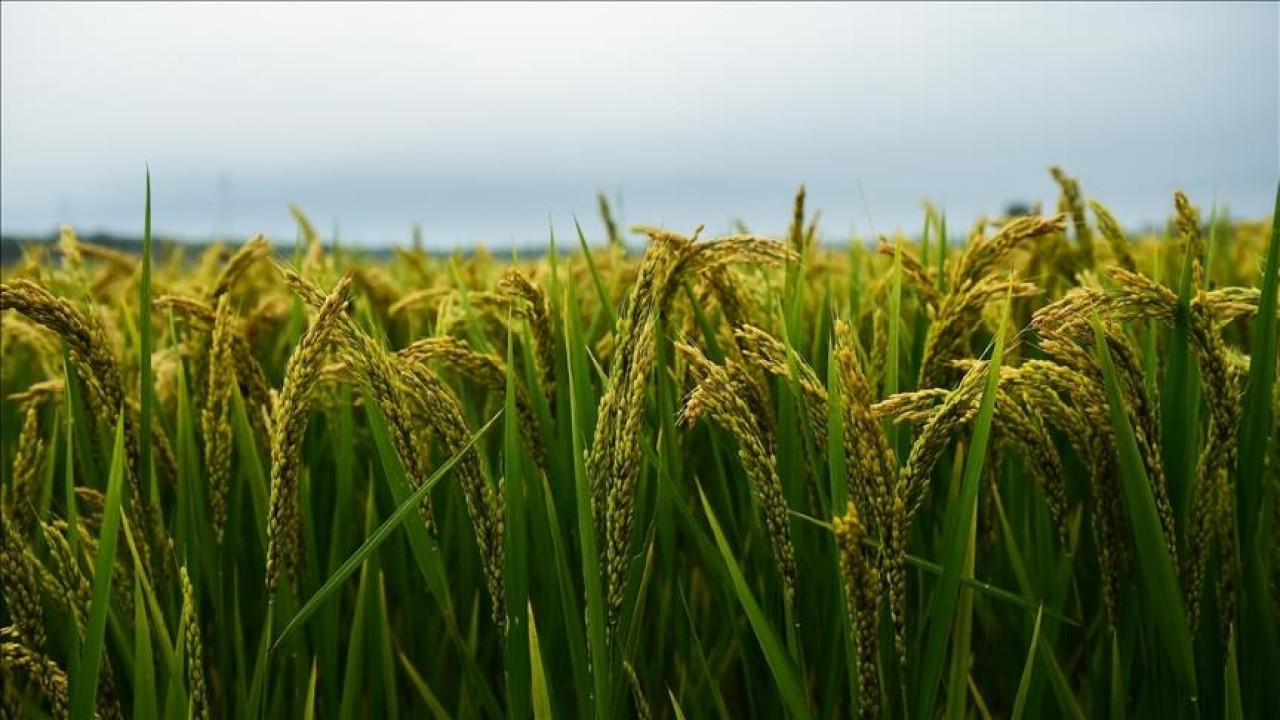 Çin'in hububat üretimi 714,8 milyon ton oldu